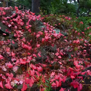Rogers California Grape below Mission Dam