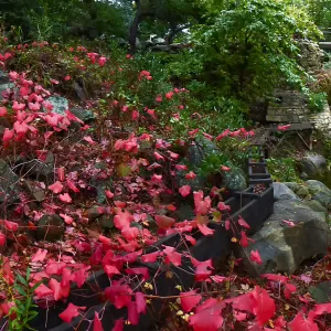 Rogers California Grape below Mission Dam