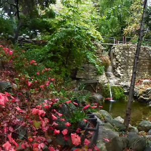 Rogers California Grape below Mission Dam