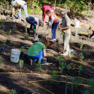 Centennial Maze Planting