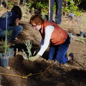 Centennial Maze Planting
