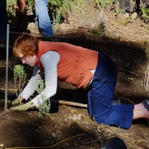 Centennial Maze Planting