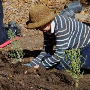 Centennial Maze Planting