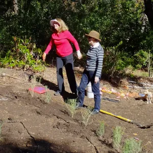 Centennial Maze Planting