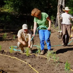Centennial Maze Planting