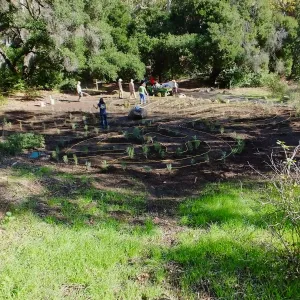 Centennial Maze Planting