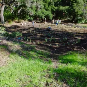 Centennial Maze Planting