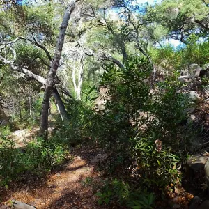 View from east wall of Mission Canyon on trail below Manzanita Section