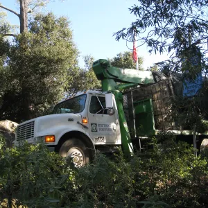 2012 Meadow Oaks Planting, Berylwood Tree Farms