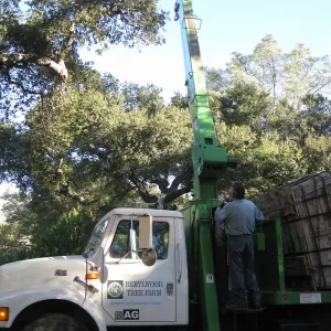 2012 Meadow Oaks Planting, Berylwood Tree Farms