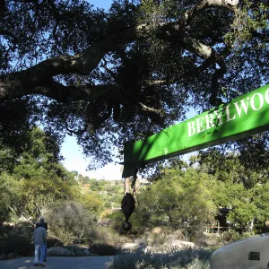 2012 Meadow Oaks Planting, Berylwood Tree Farms