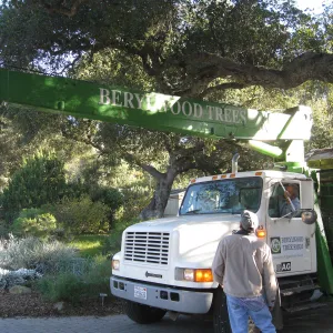 2012 Meadow Oaks Planting, Berylwood Tree Farms