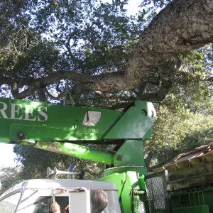 2012 Meadow Oaks Planting, Berylwood Tree Farms
