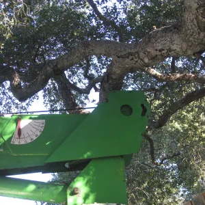 2012 Meadow Oaks Planting, Berylwood Tree Farms