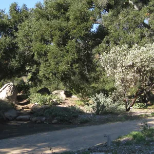 2012 Meadow Oaks Planting