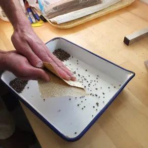 Meadow Restoration year 2, scarifying lupine seeds