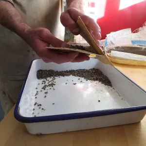 Meadow Restoration year 2, scarifying lupine seeds (sequence frame)