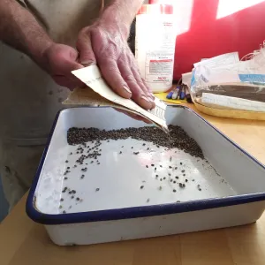 Meadow Restoration year 2, scarifying lupine seeds (sequence frame)