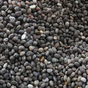 Meadow Restoration year 2, lupine seeds