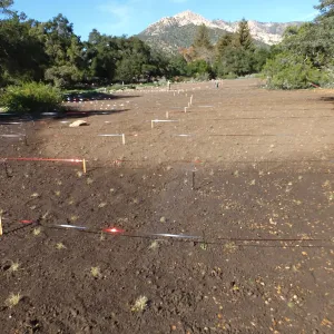 Meadow Restoration Project, Year 2, Wildflower Seed Sowing and Raking in Lupine Seed