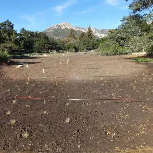 Meadow Restoration Project, Year 2, Wildflower Seed Sowing and Raking in Lupine Seed