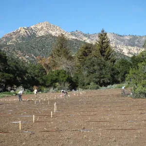 Meadow Restoration Project, Year 2, Wildflower Seed Sowing and Raking in Lupine Seed