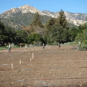 Meadow Restoration Project, Year 2, Wildflower Seed Sowing and Raking in Lupine Seed