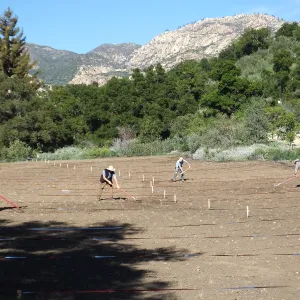 Meadow Restoration Project, Year 2, Raking in Lupine Seed