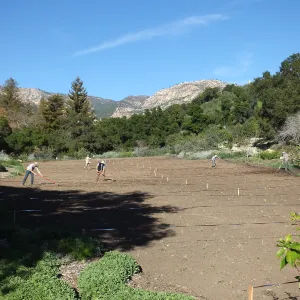 Meadow Restoration Project, Year 2, Wildflower Seed Sowing and Raking in Lupine Seed