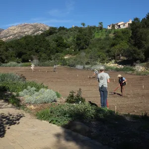 Meadow Restoration Project, Year 2, Wildflower Seed Sowing and Raking in Lupine Seed