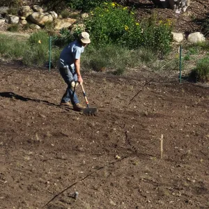 Meadow Restoration Project, Year 2, Raking in Lupine Seed