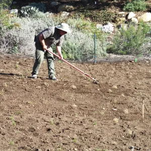 Meadow Restoration Project, Year 2, Raking in Lupine Seed