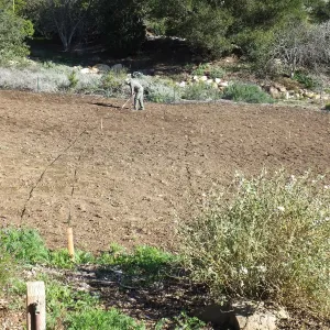 Meadow Restoration Project, Year 2, Raking in Lupine Seed