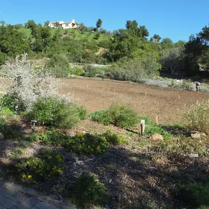 Meadow Restoration Project, Year 2, Raking in Lupine Seed
