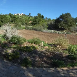 Meadow Restoration Project, Year 2, Raking in Lupine Seed