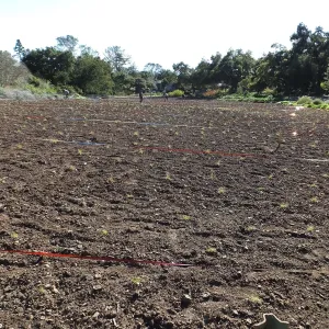 Meadow Restoration Project, Year 2, Raking in Lupine Seed