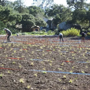 Meadow Restoration Project, Year 2, Raking in Lupine Seed