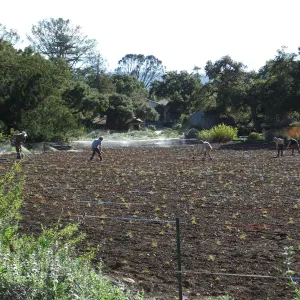 Meadow Restoration Project, Year 2, Raking in Lupine Seed