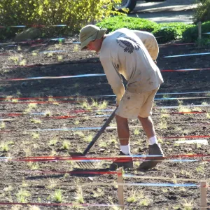 Meadow Restoration Project, Year 2, Raking in Lupine Seed