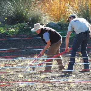 Meadow Restoration Project, Year 2, Raking in Lupine Seed