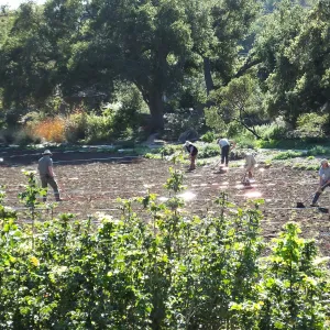 Meadow Restoration Project, Year 2, Raking in Lupine Seed