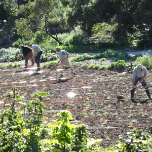 Meadow Restoration Project, Year 2, Raking in Lupine Seed