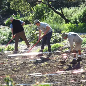 Meadow Restoration Project, Year 2, Raking in Lupine Seed