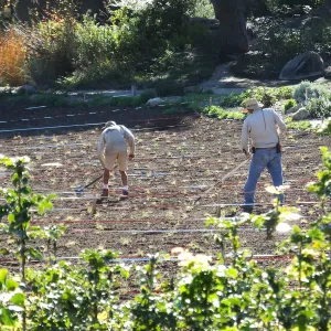 Meadow Restoration Project, Year 2, Raking in Lupine Seed