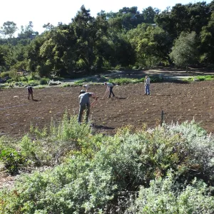 Meadow Restoration Project, Year 2, Raking in Lupine Seed