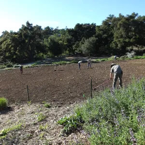 Meadow Restoration Project, Year 2, Raking in Lupine Seed