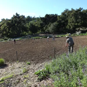 Meadow Restoration Project, Year 2, Raking in Lupine Seed