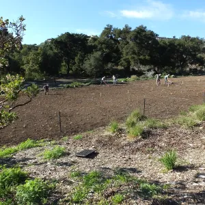 Meadow Restoration Project, Year 2, Raking in Lupine Seed