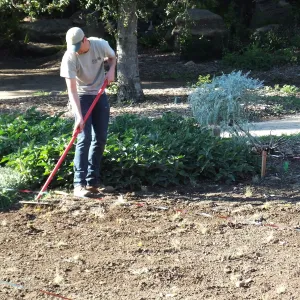 Meadow Restoration Project, Year 2, Raking in Lupine Seed