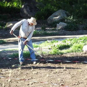 Meadow Restoration Project, Year 2, Raking in Lupine Seed